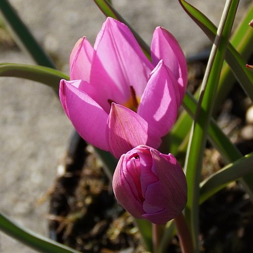 Tulipa humilis 'Helene' - Zwerg-Tulpe